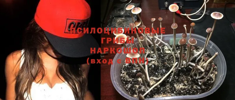 Псилоцибиновые грибы Psilocybine cubensis  Мурманск 